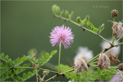 Mimosa prainiana